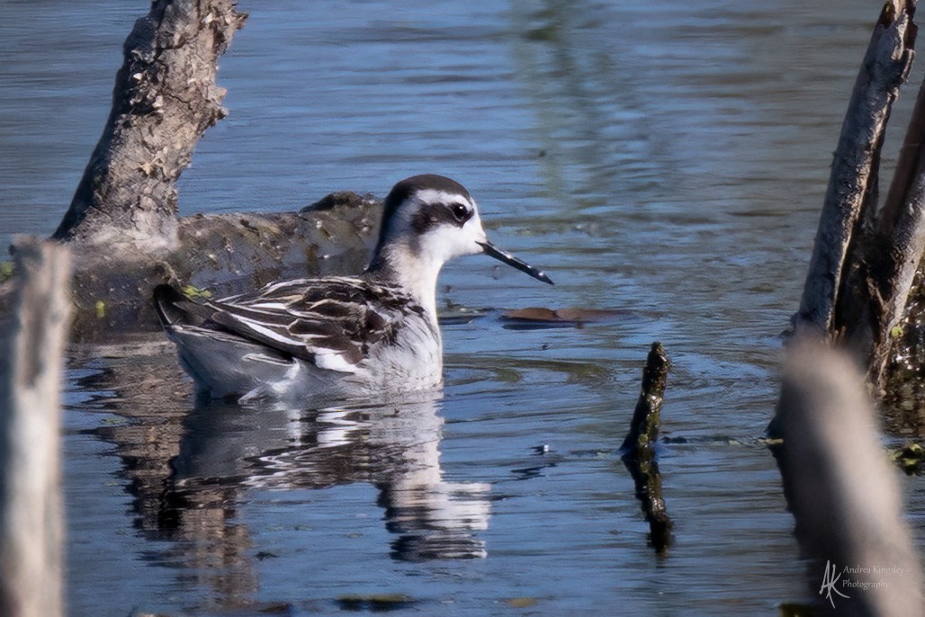 Red-necked Phalarope - ML646765387