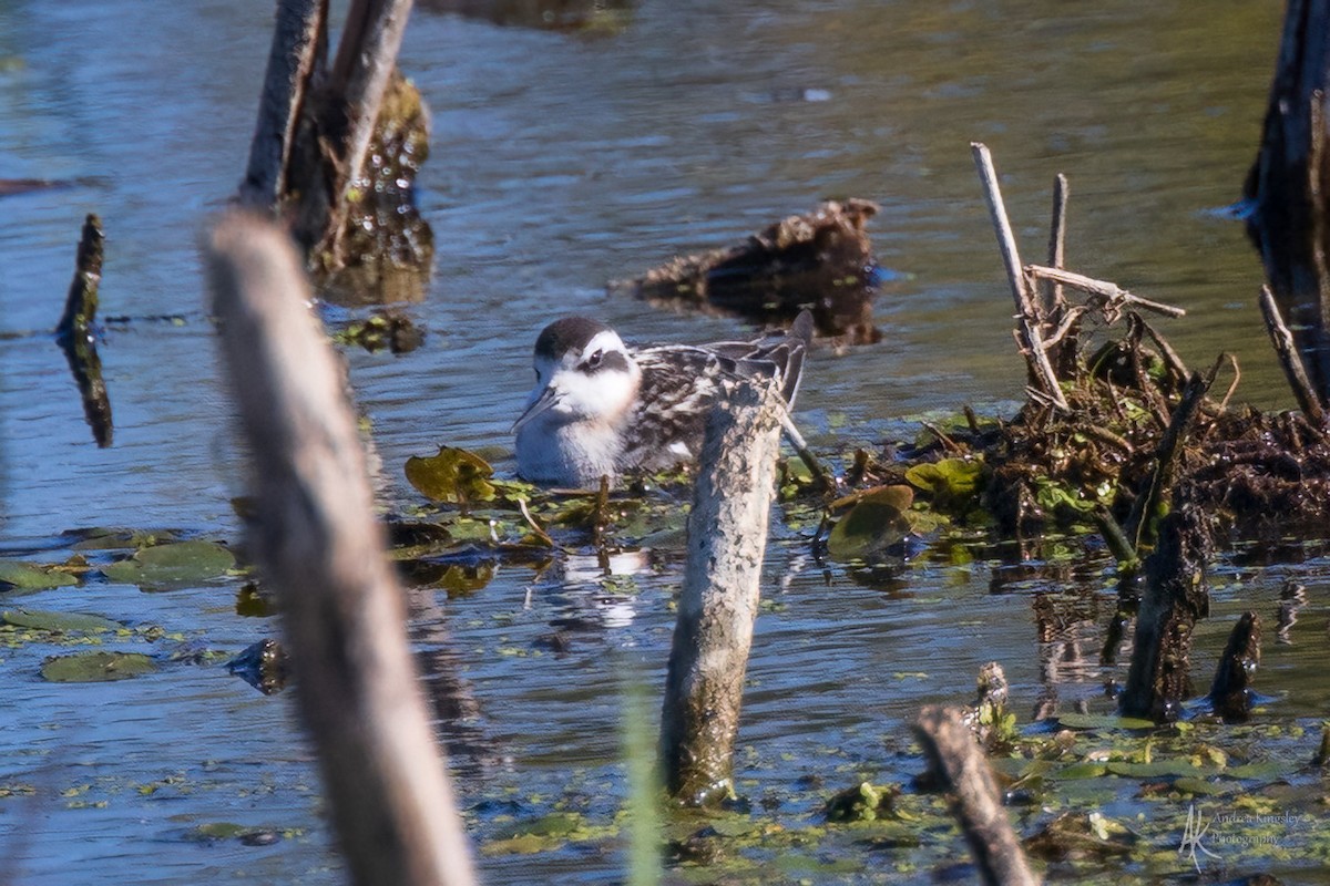 Red-necked Phalarope - ML646765388