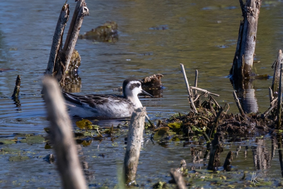 Red-necked Phalarope - ML646765389
