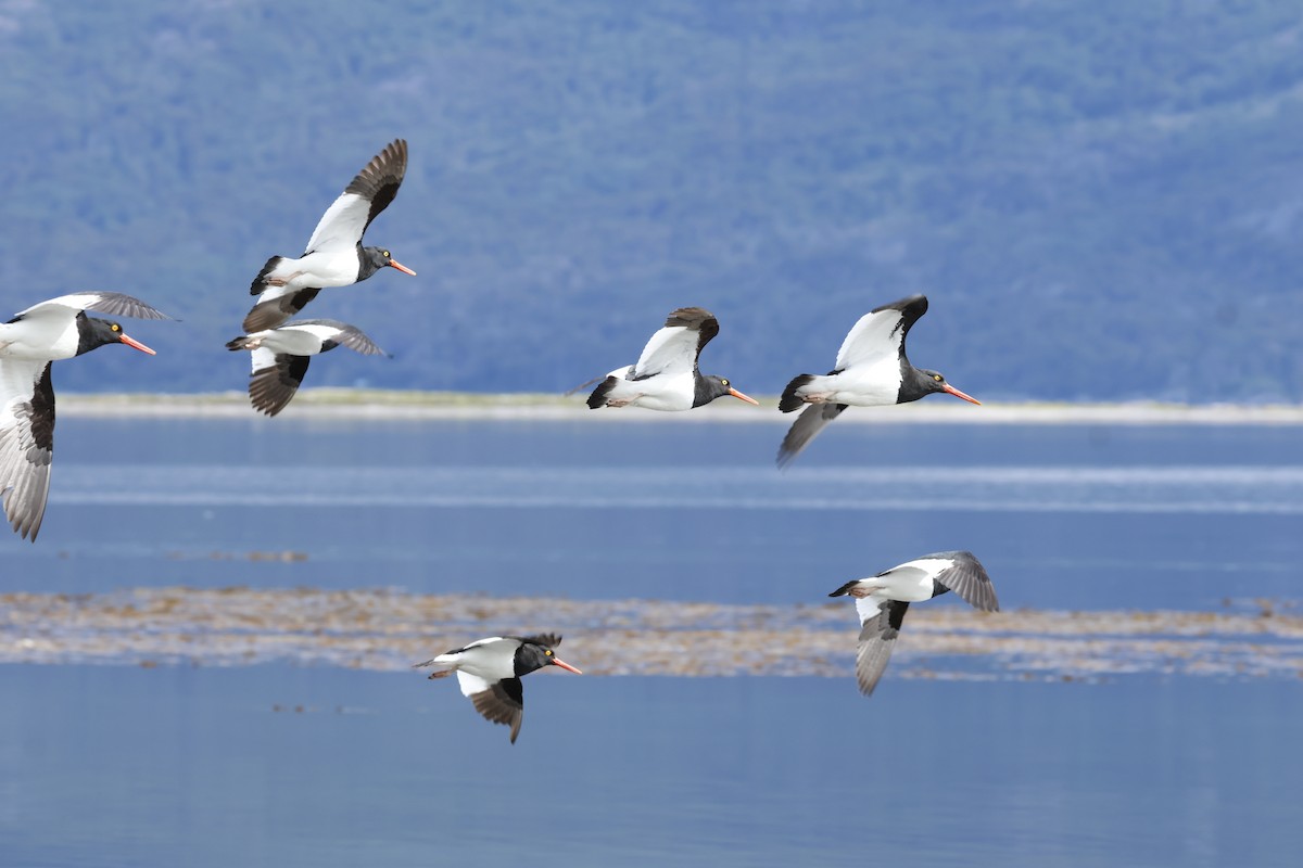 Magellanic Oystercatcher - ML646765390