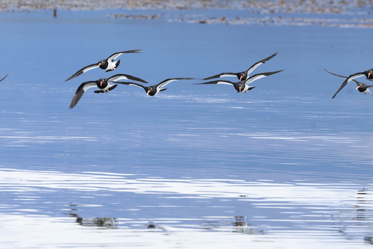 Magellanic Oystercatcher - ML646765391