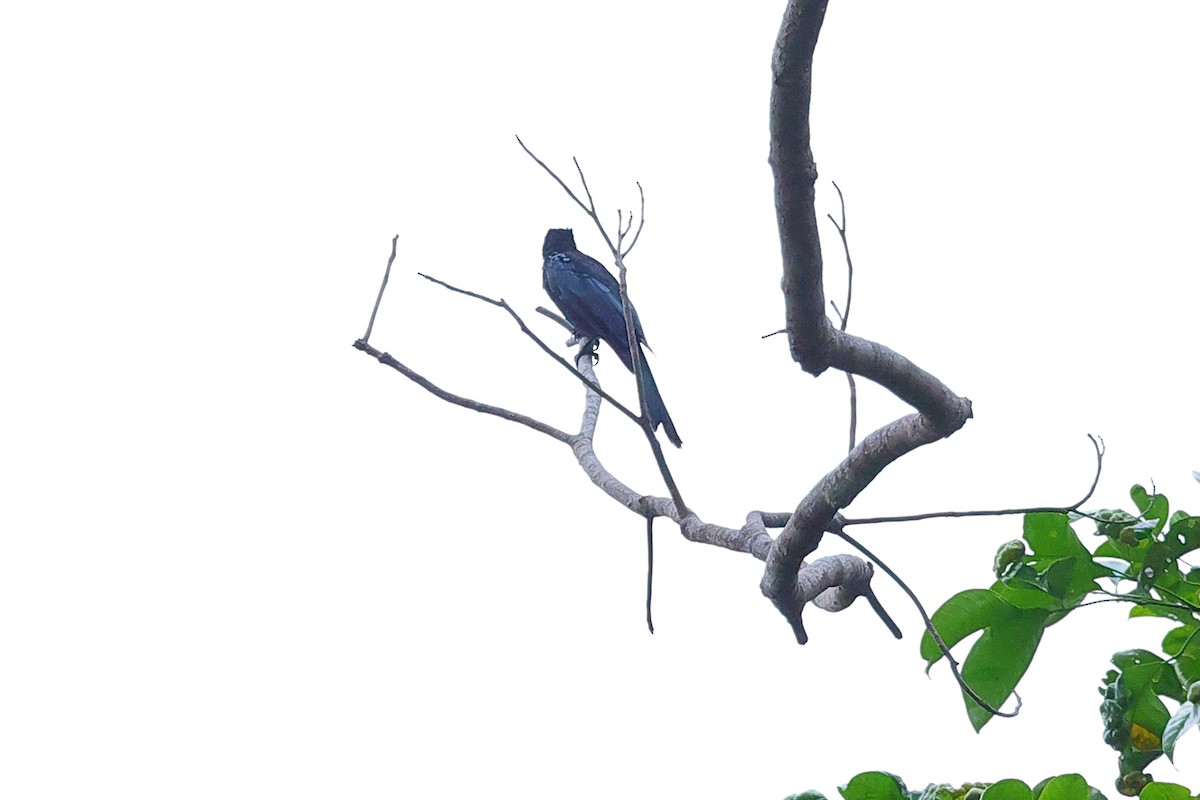 Palawan Drongo (Palawan) - ML646765399