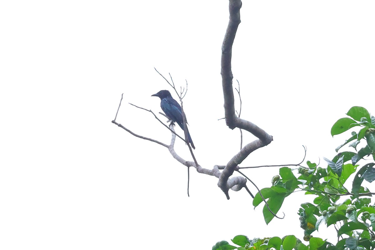Palawan Drongo (Palawan) - ML646765400