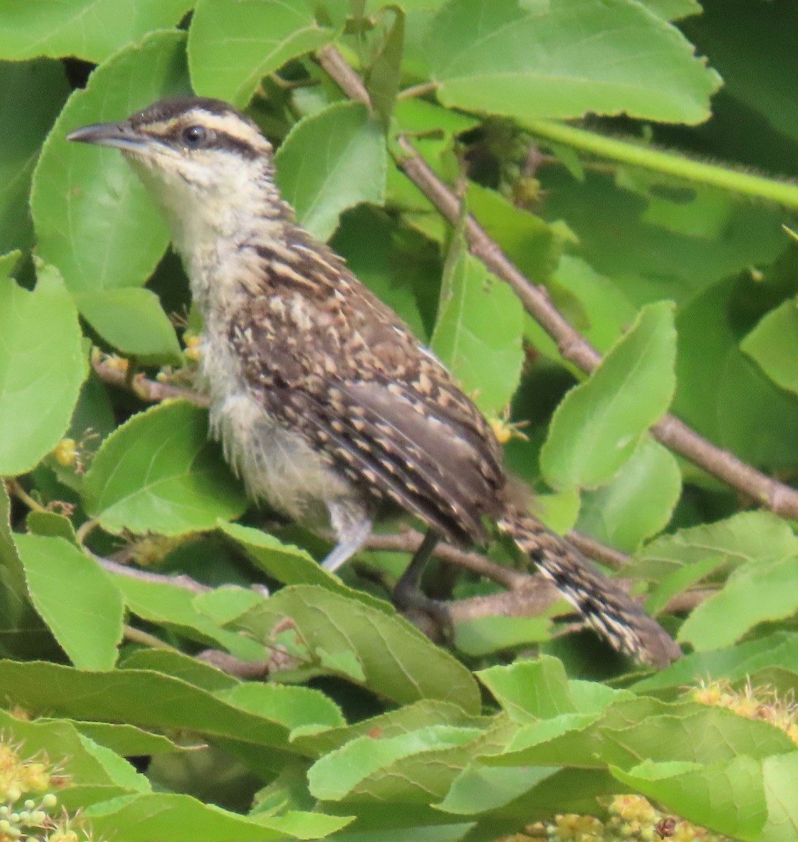 rustnakkesmett - ML646765401