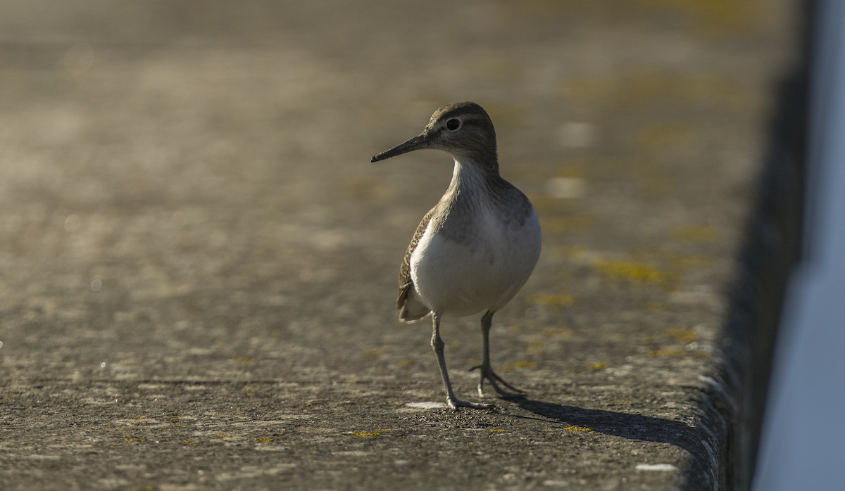 Andarríos Chico - ML646765402