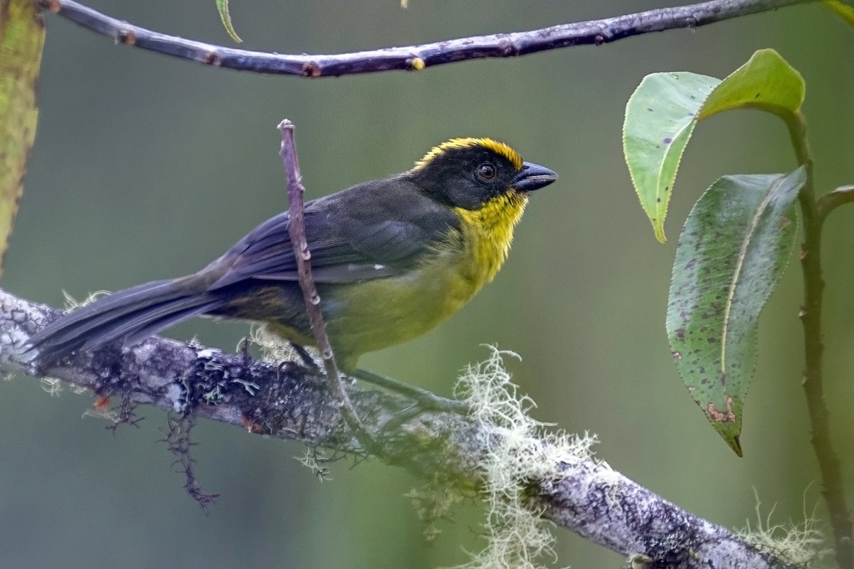Golden-crowned Brushfinch - ML646765404