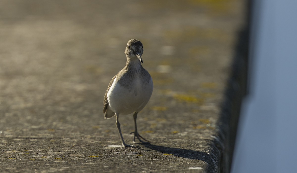 Andarríos Chico - ML646765405