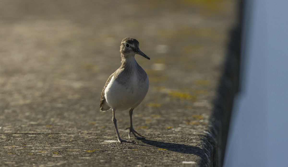 Andarríos Chico - ML646765406
