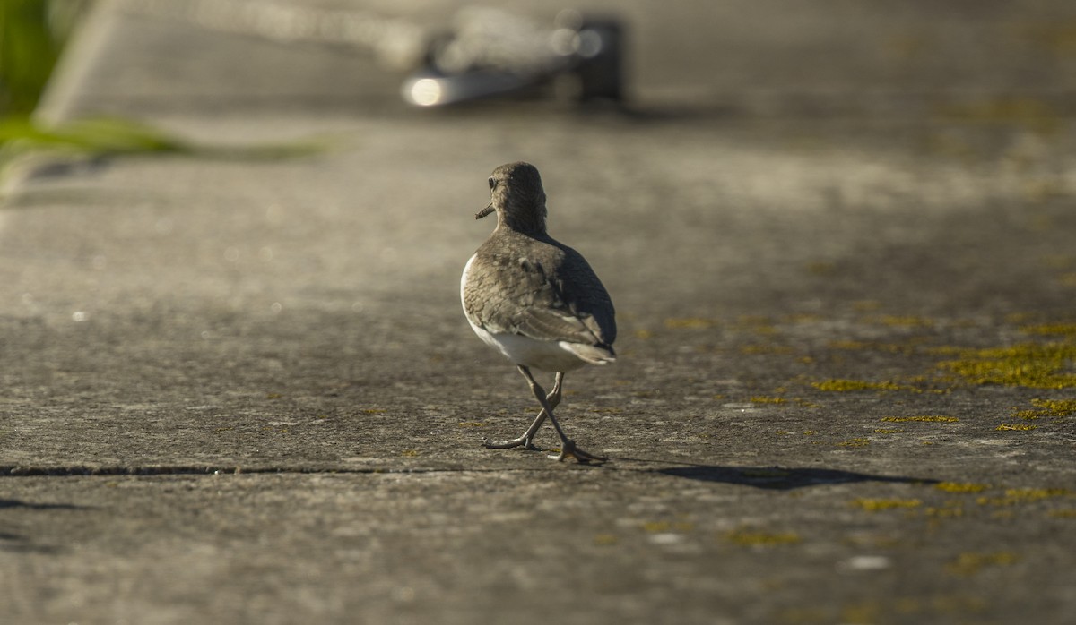 Andarríos Chico - ML646765407