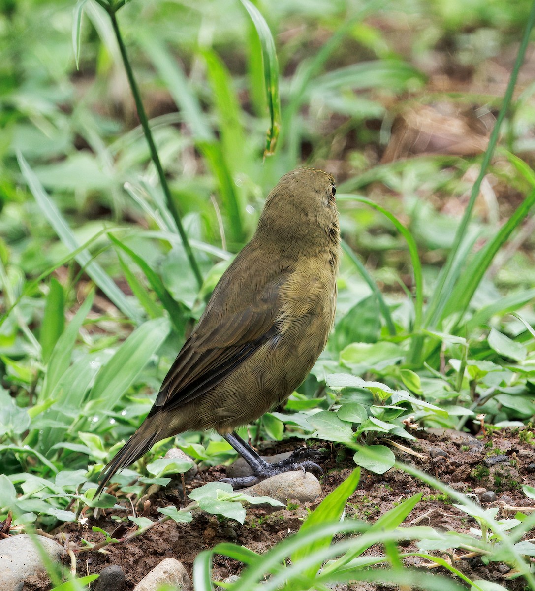 Variable Seedeater - ML646765409