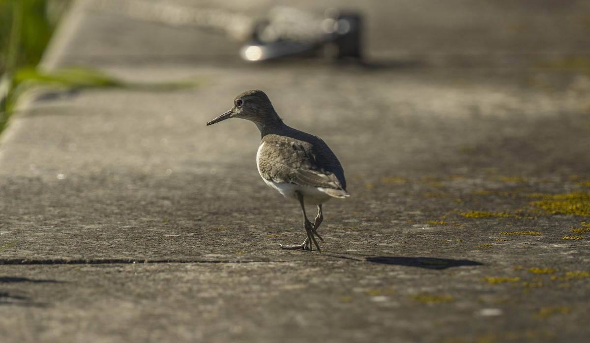 Andarríos Chico - ML646765410