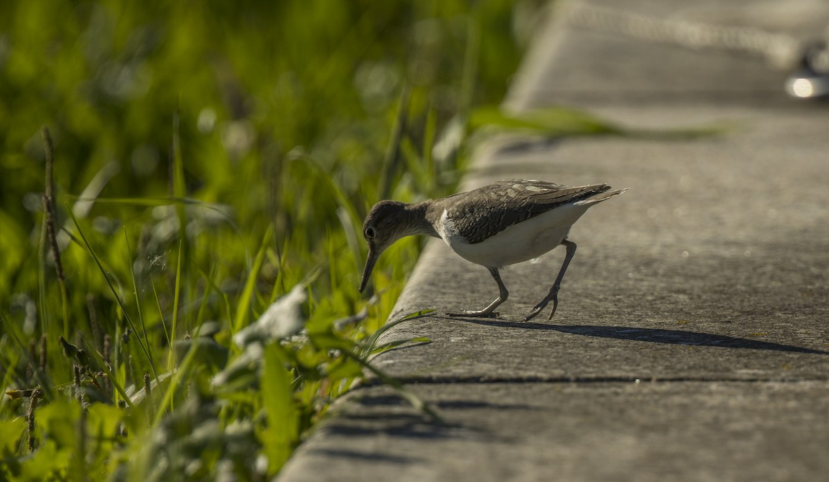 Andarríos Chico - ML646765411