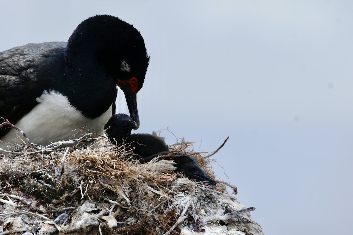 Magellanic Cormorant - ML646765412