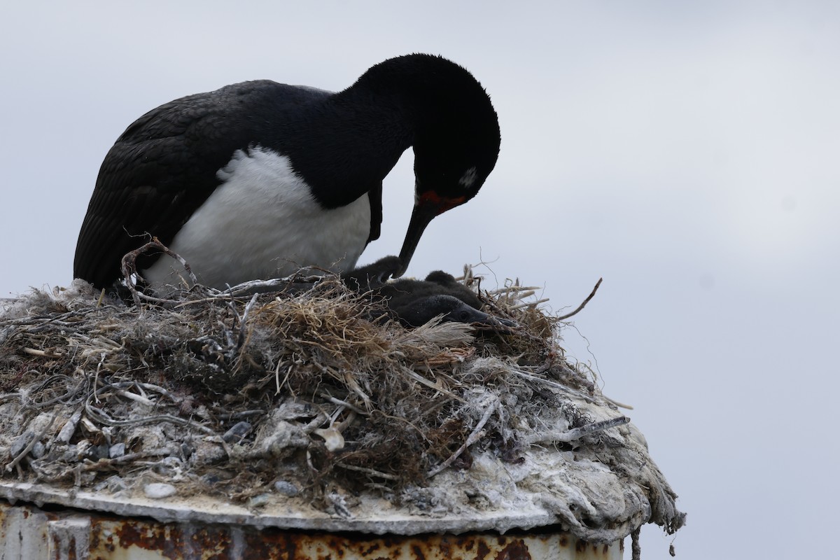 Magellanic Cormorant - ML646765413