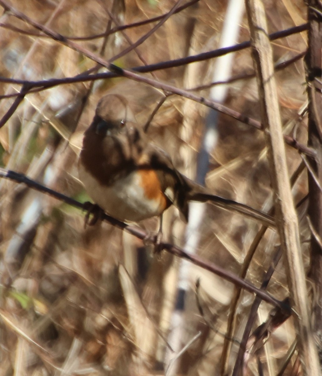 טואי אדום-עין - ML646765414