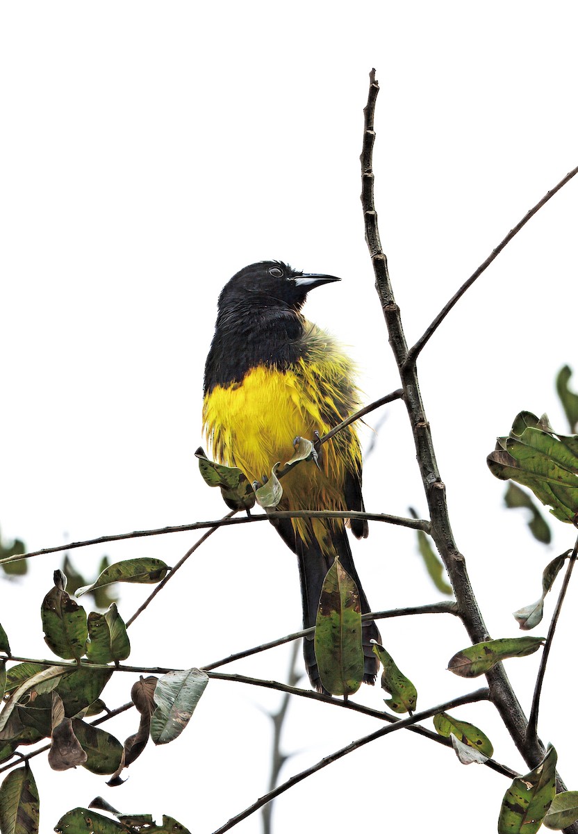 Black-cowled Oriole - ML646765424