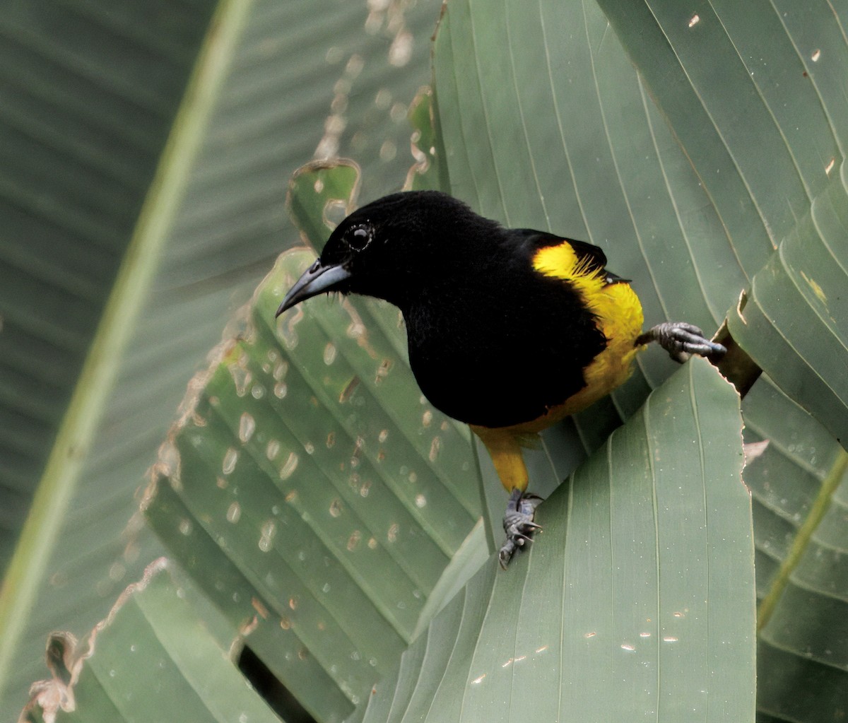 Black-cowled Oriole - ML646765425