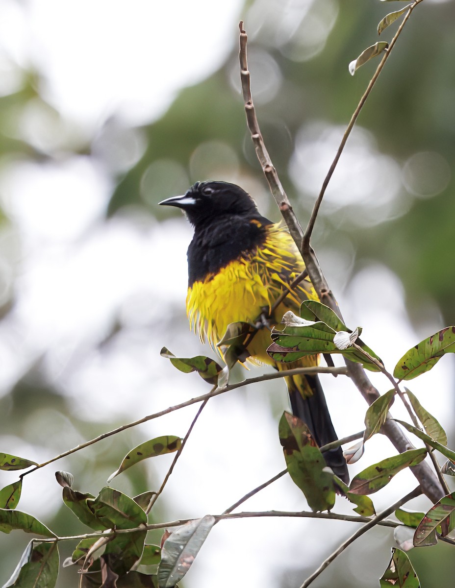 Black-cowled Oriole - ML646765426