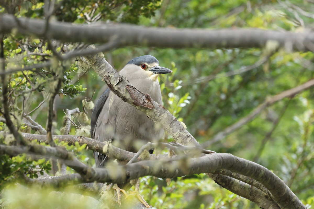 Black-crowned Night Heron - ML646765434