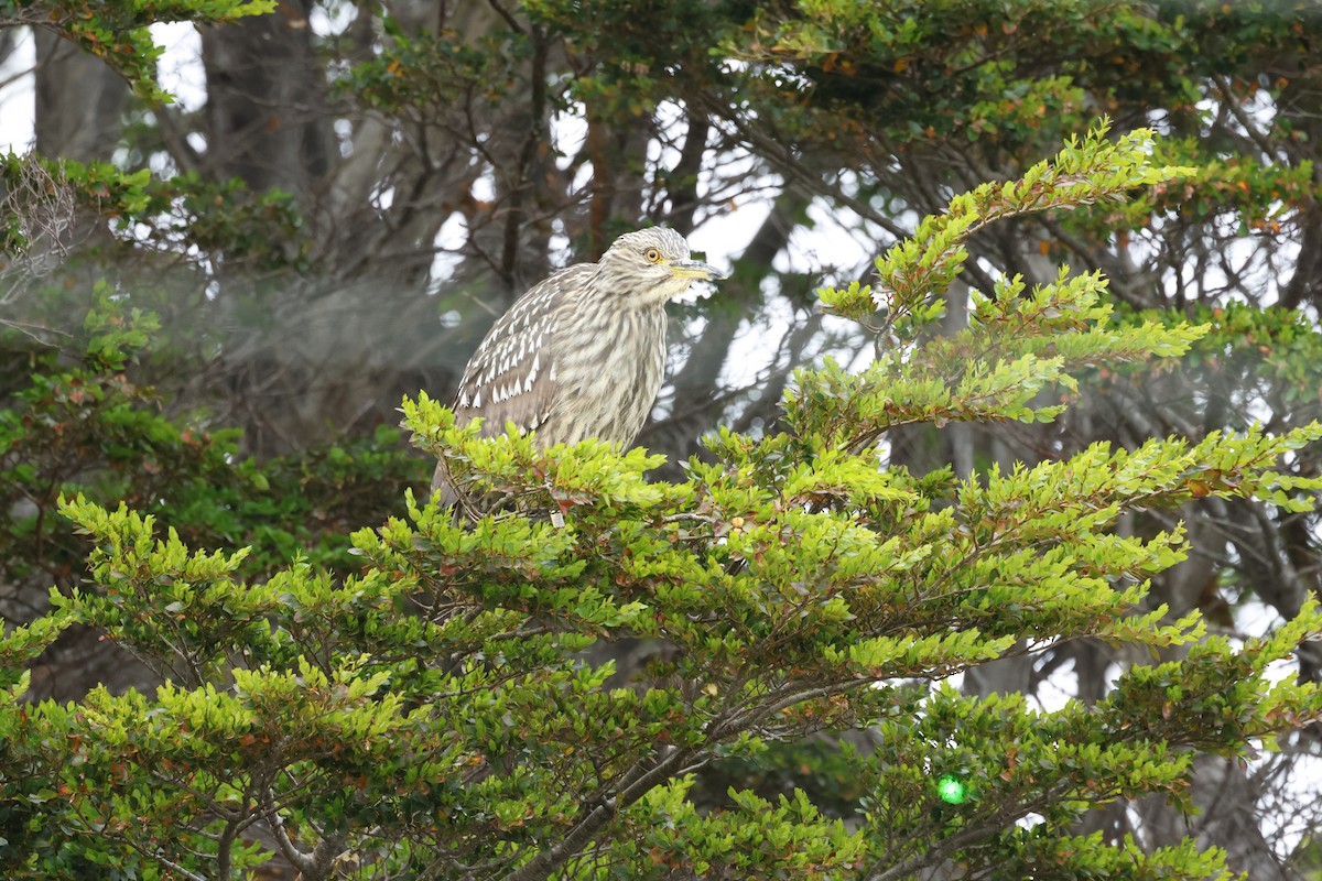 Black-crowned Night Heron - ML646765435