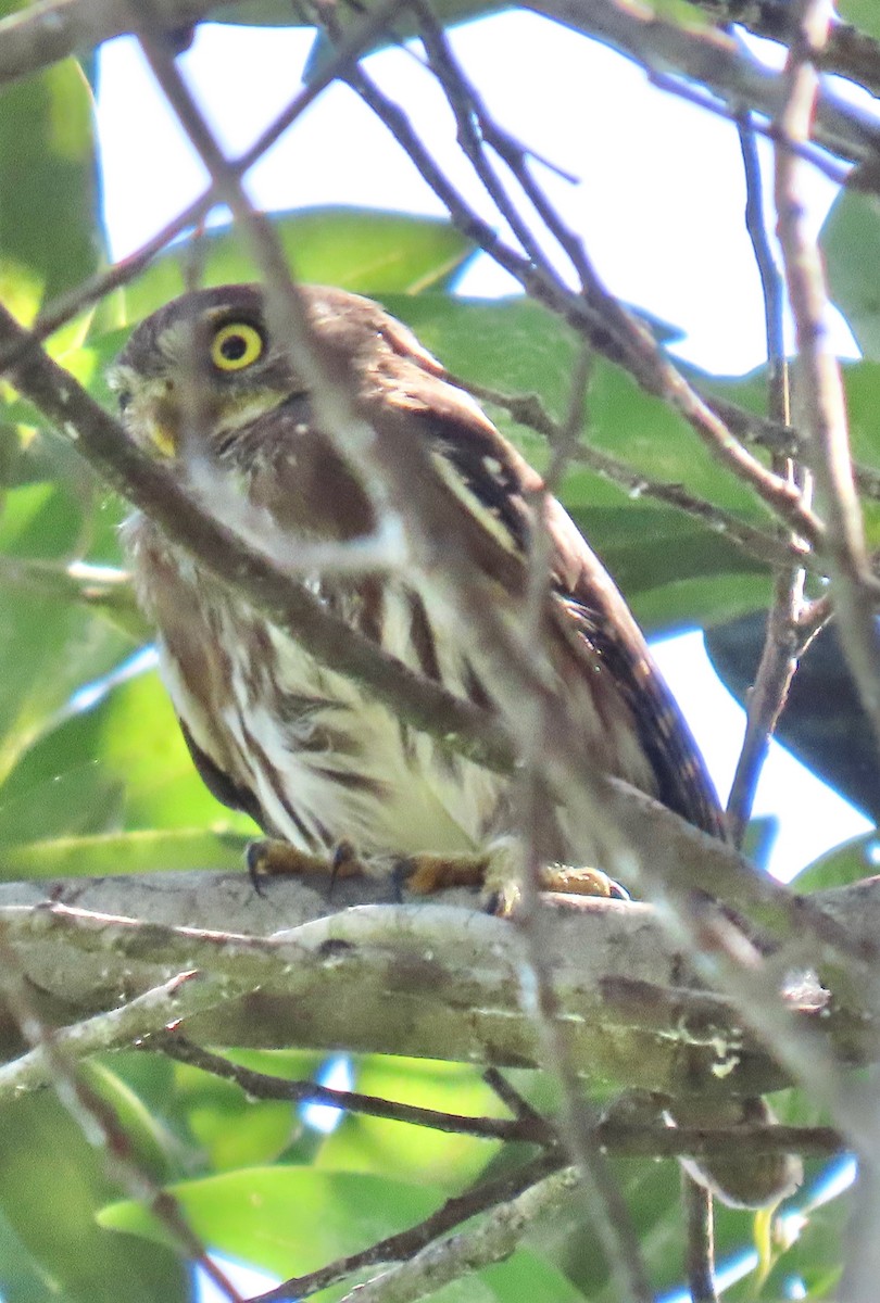 øgleugle - ML646765436