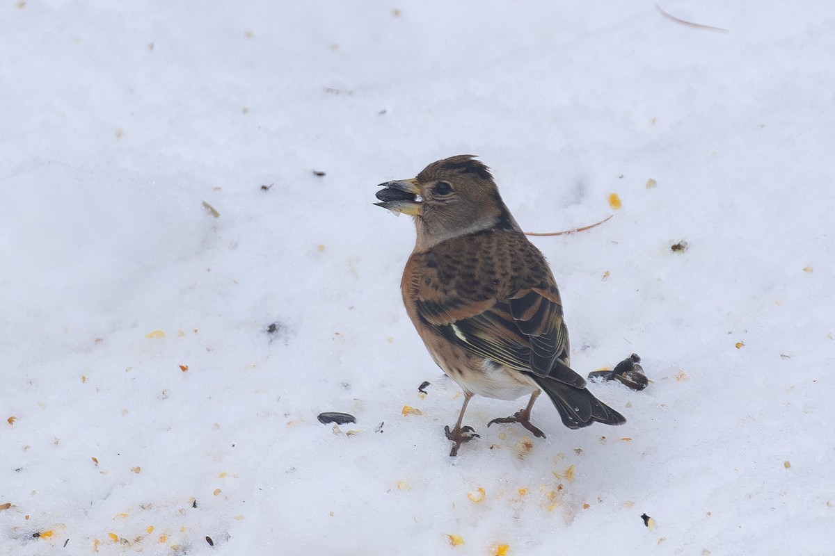 Вьюрок - ML646765439