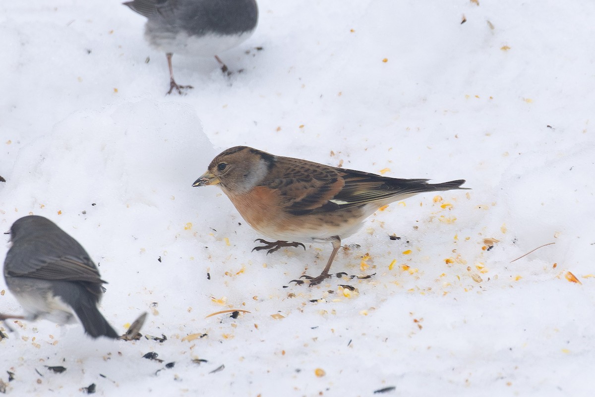 Вьюрок - ML646765440