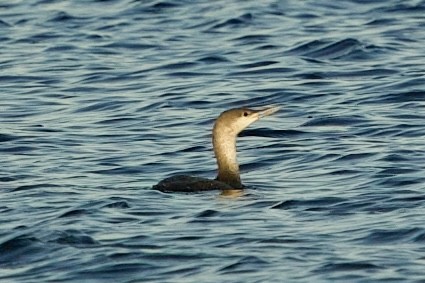 Red-throated Loon - ML646765441