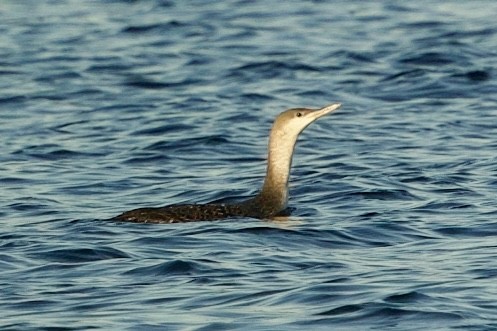 Red-throated Loon - ML646765442