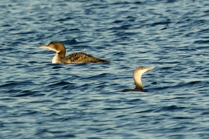 Red-throated Loon - ML646765443