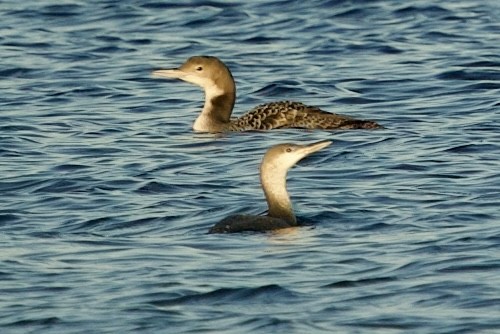 Red-throated Loon - ML646765444