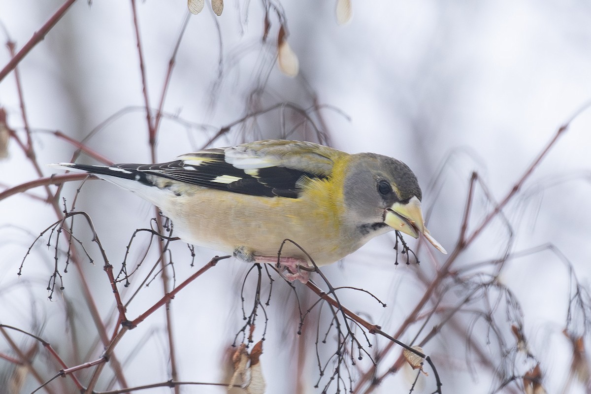 Вечерний дубонос - ML646765445
