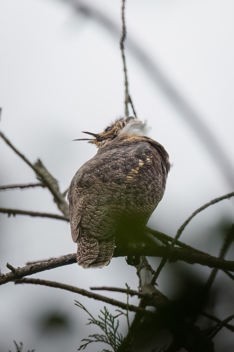 Виргинский филин - ML646765447