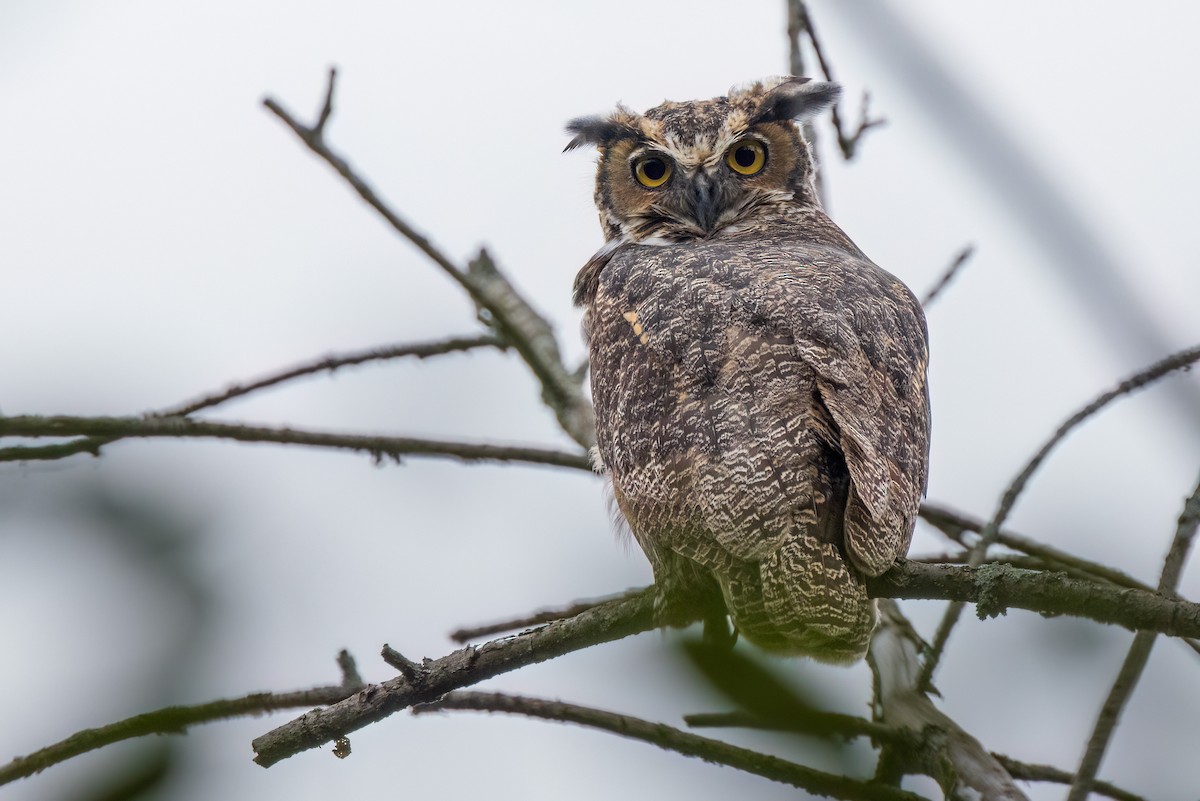 Виргинский филин - ML646765448