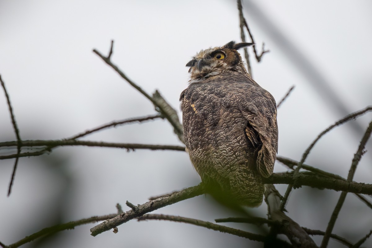 Виргинский филин - ML646765449