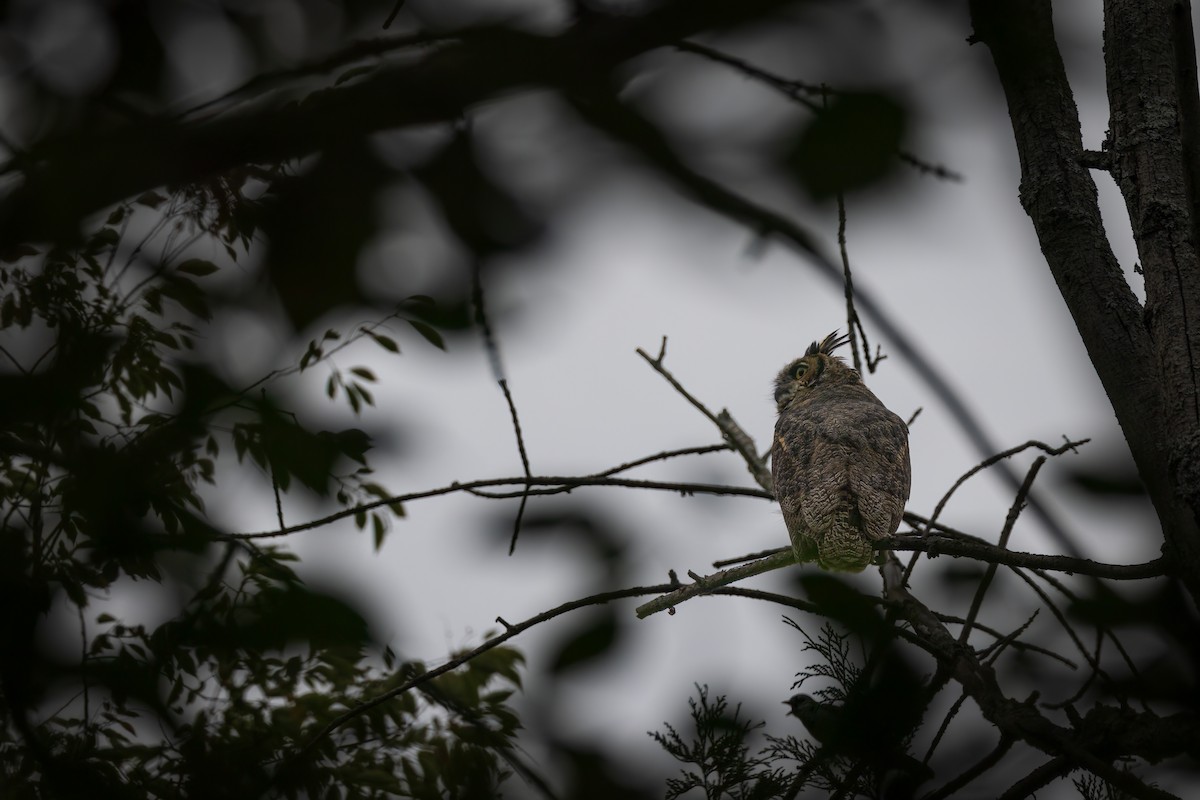 Виргинский филин - ML646765450