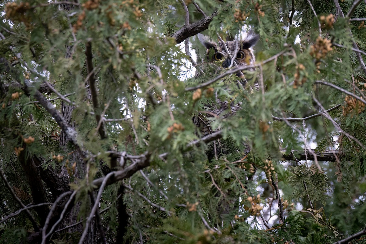 Виргинский филин - ML646765451