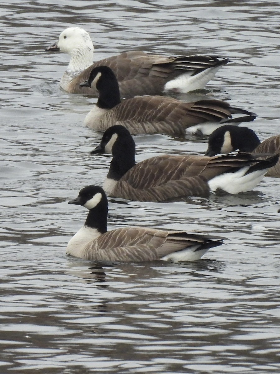 Малая канадская казарка - ML646765452