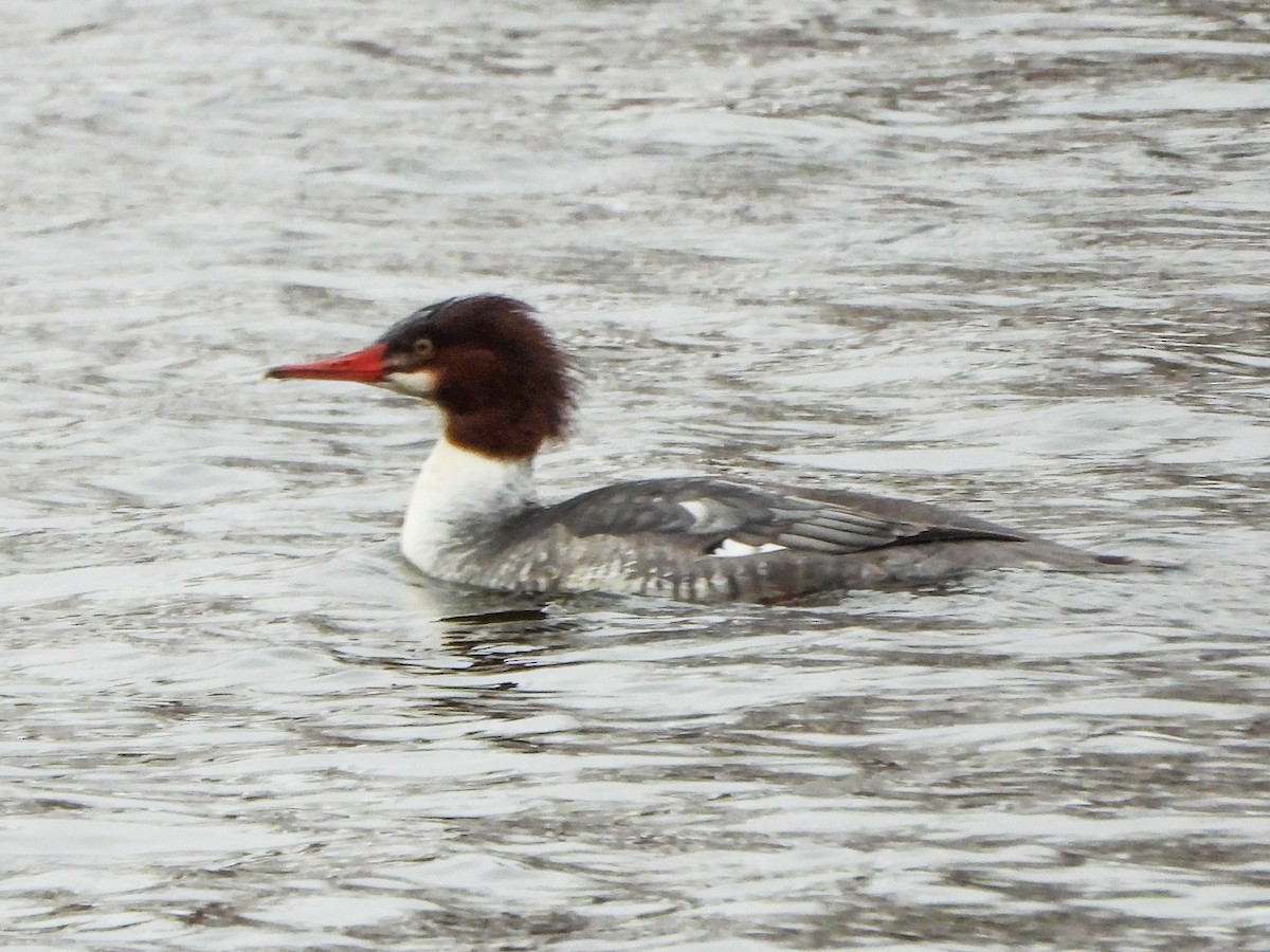 Большой крохаль - ML646765453