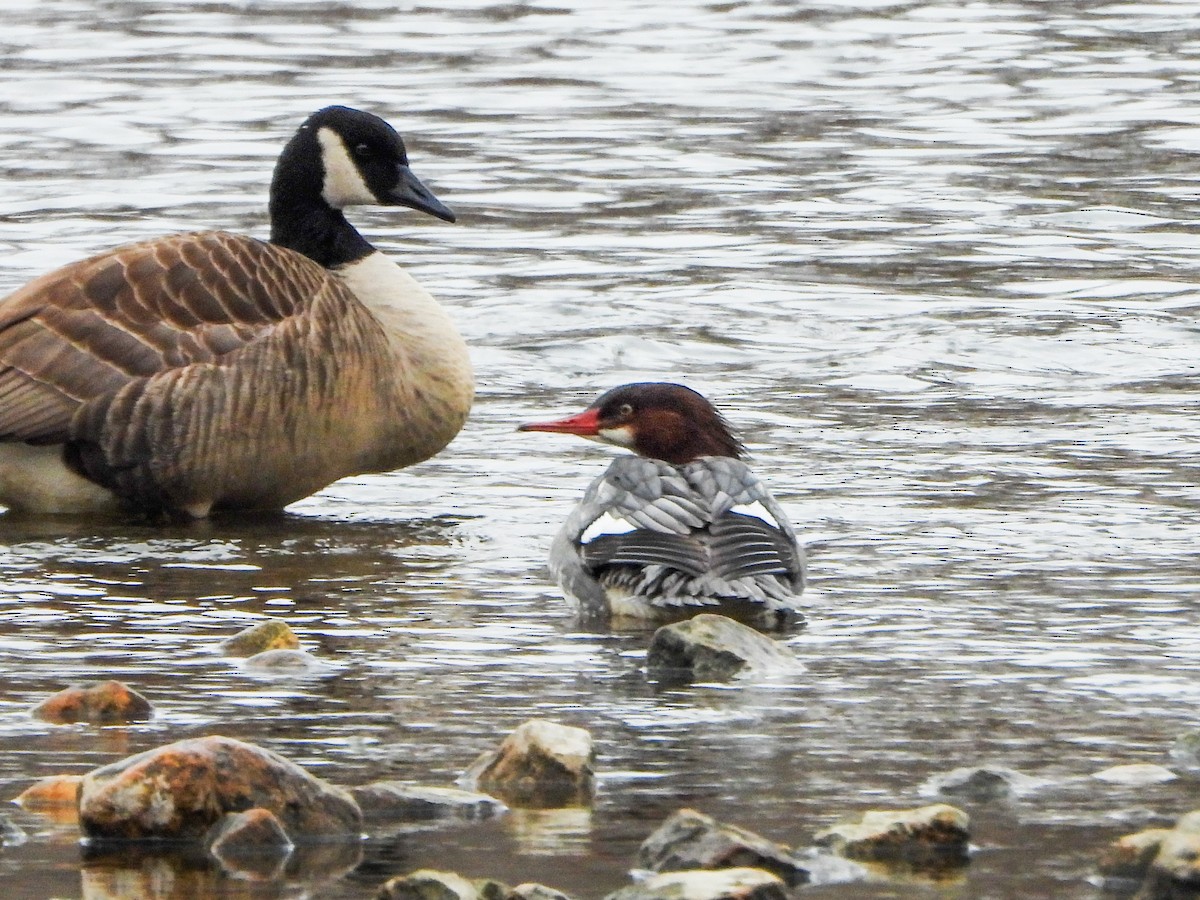 Большой крохаль - ML646765454