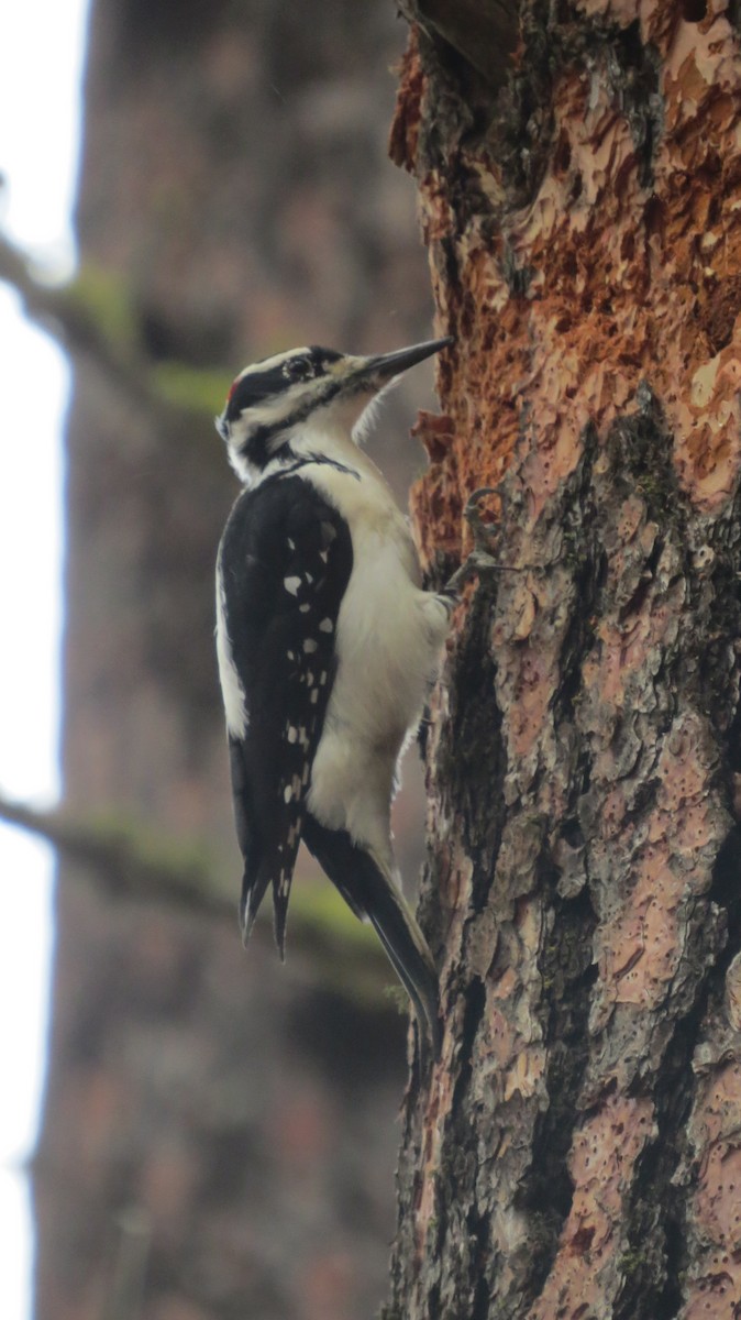 Волосатый дятел (orius/icastus) - ML646765455