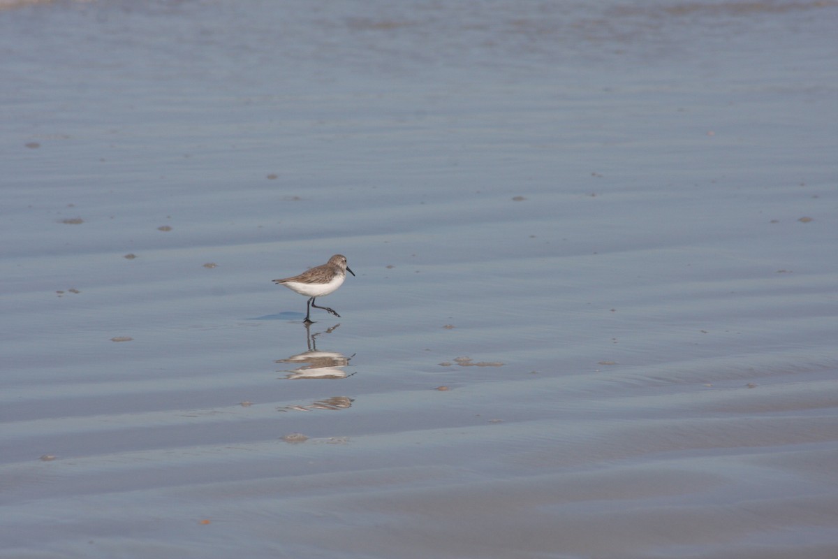 Перепончатопалый песочник - ML646765458