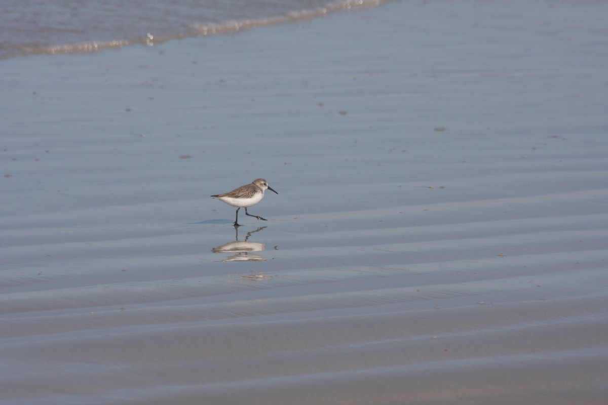Перепончатопалый песочник - ML646765459