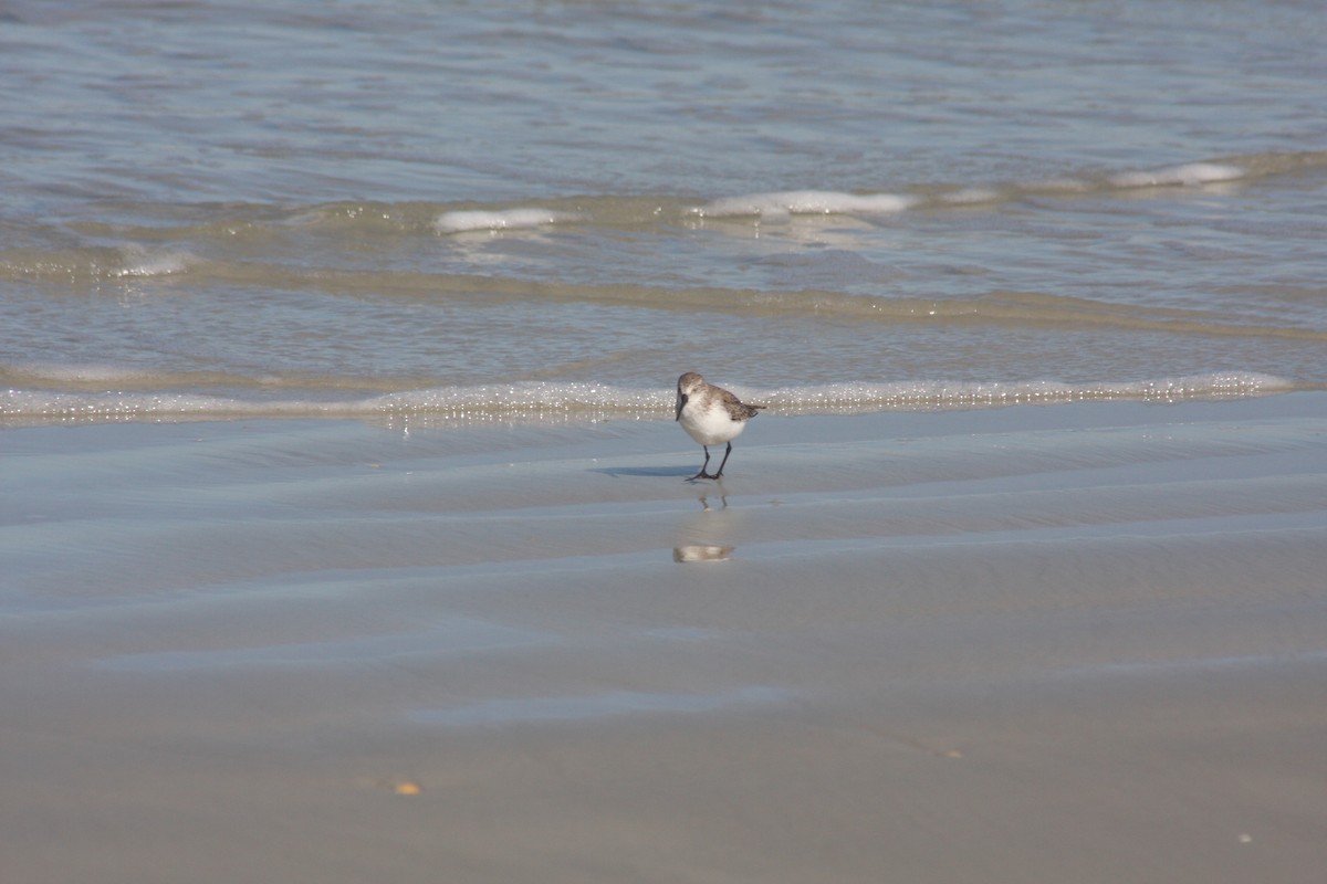 Перепончатопалый песочник - ML646765460