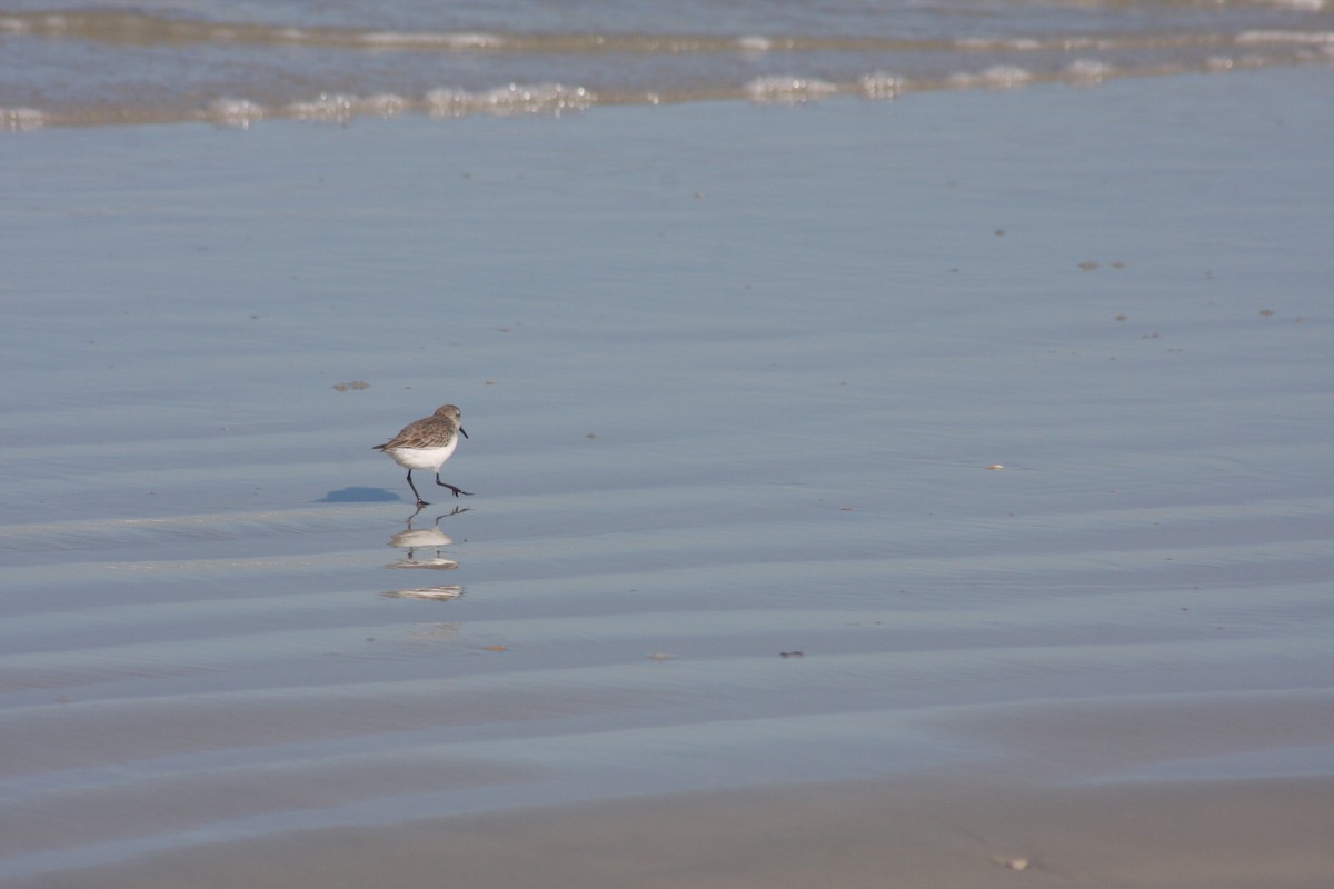 Перепончатопалый песочник - ML646765461
