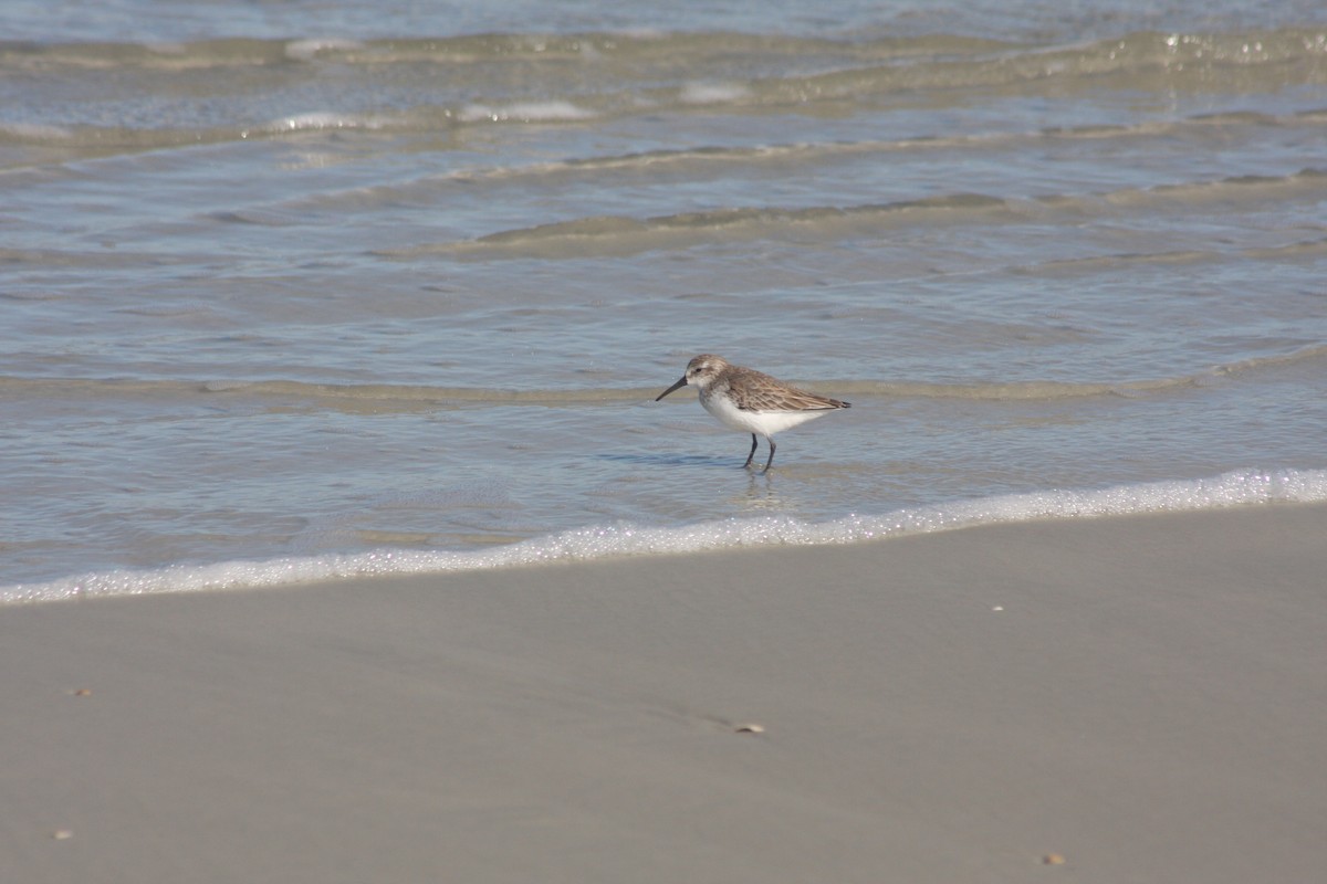 Перепончатопалый песочник - ML646765462