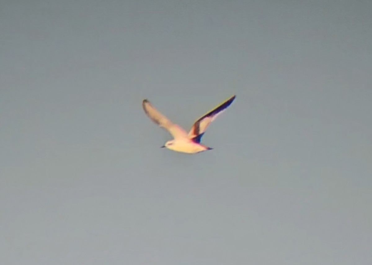 Zwergmöwe - ML646765463