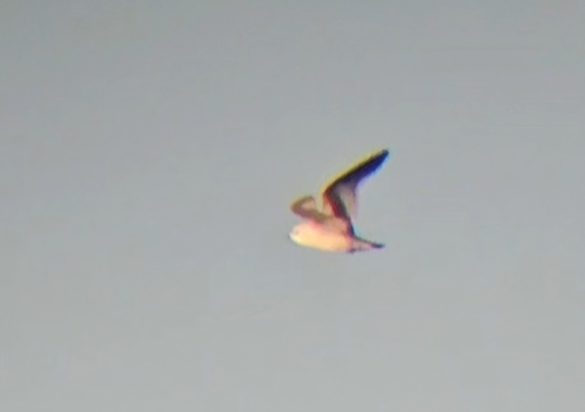 Zwergmöwe - ML646765464