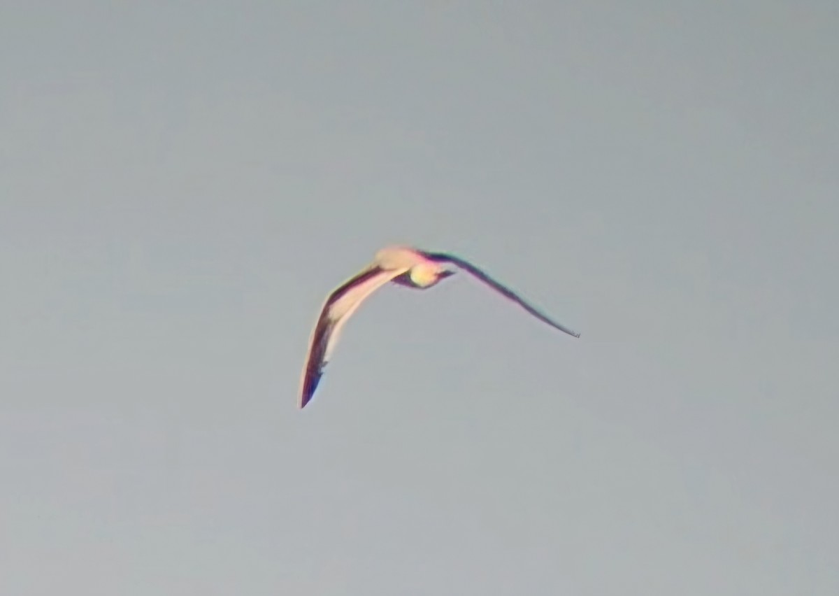 Zwergmöwe - ML646765465