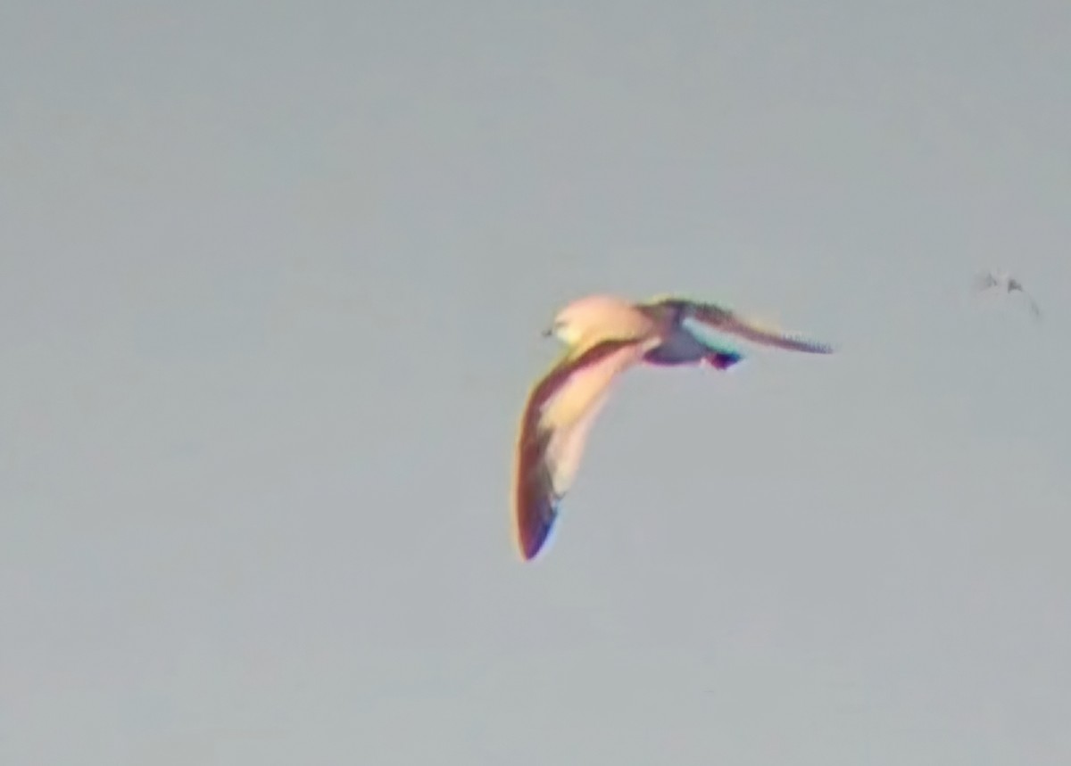 Zwergmöwe - ML646765466